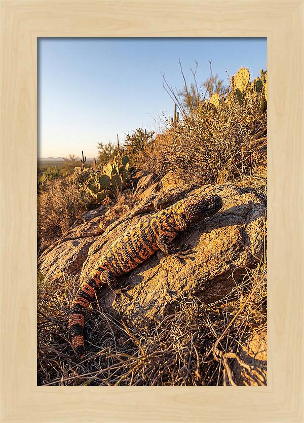 Gila Monster Sunbathing