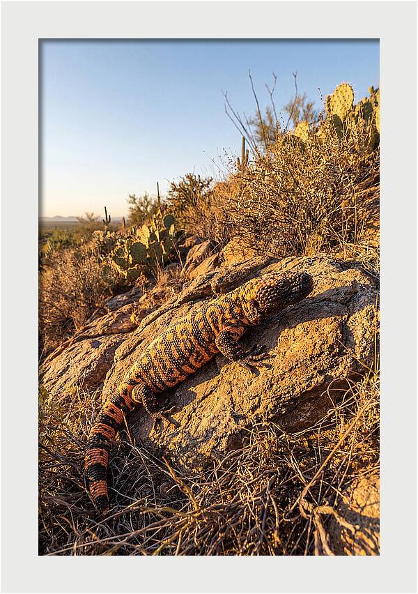 Gila Monster Sunbathing