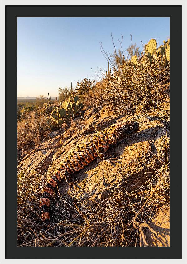 Gila Monster Sunbathing