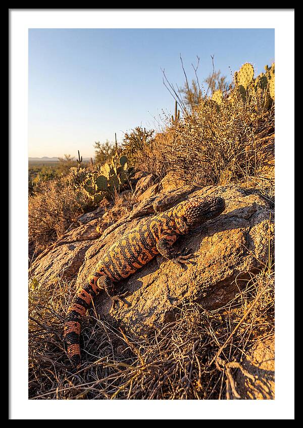 Gila Monster Sunbathing