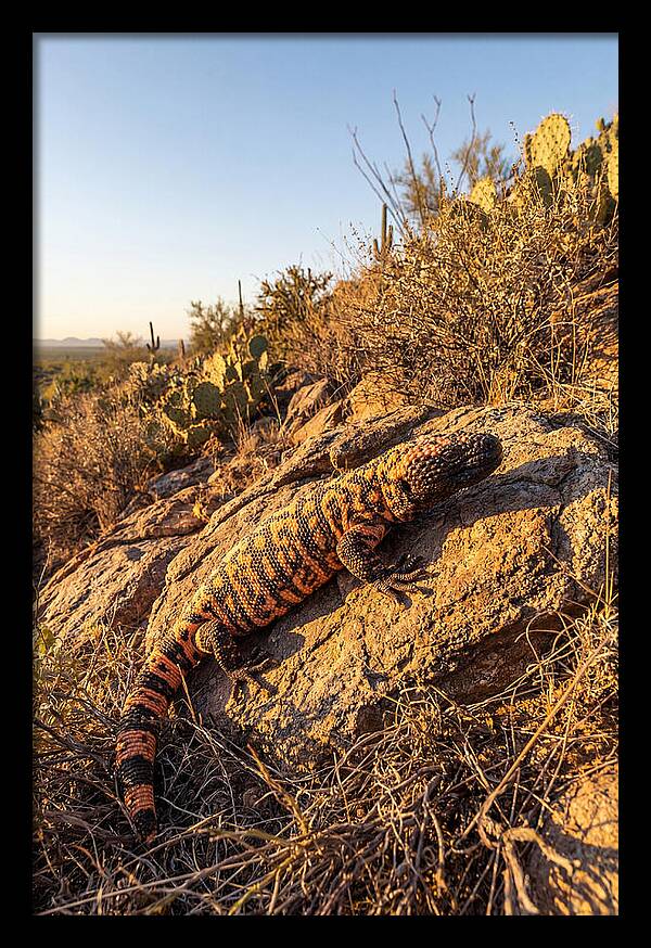 Gila Monster Sunbathing