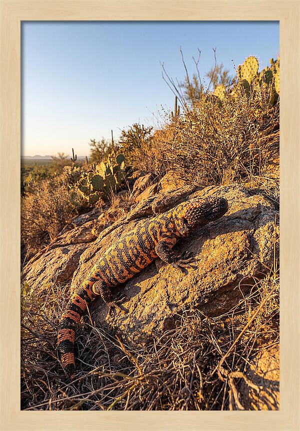 Gila Monster Sunbathing