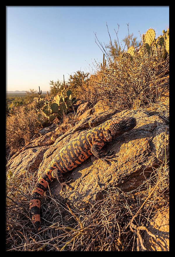 Gila Monster Sunbathing