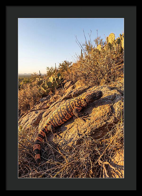 Gila Monster Sunbathing