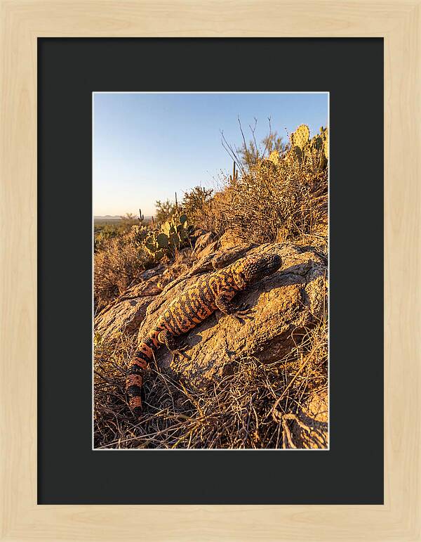 Gila Monster Sunbathing