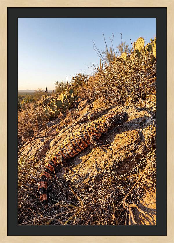 Gila Monster Sunbathing