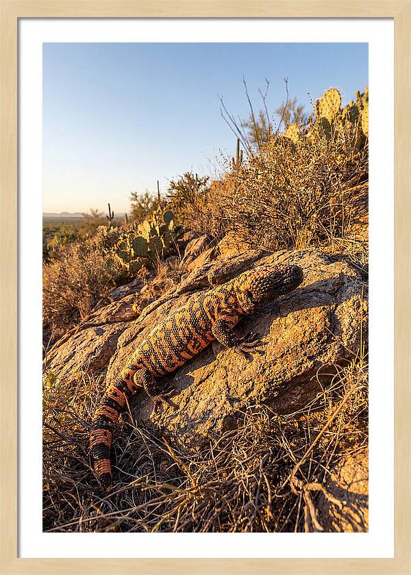 Gila Monster Sunbathing