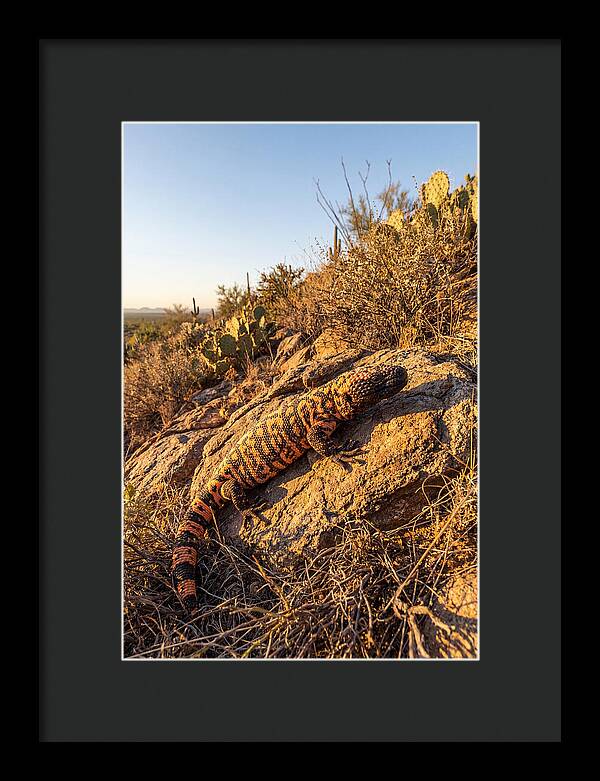Gila Monster Sunbathing