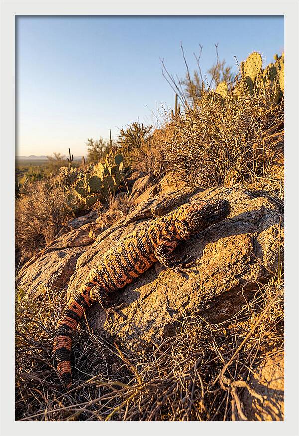 Gila Monster Sunbathing