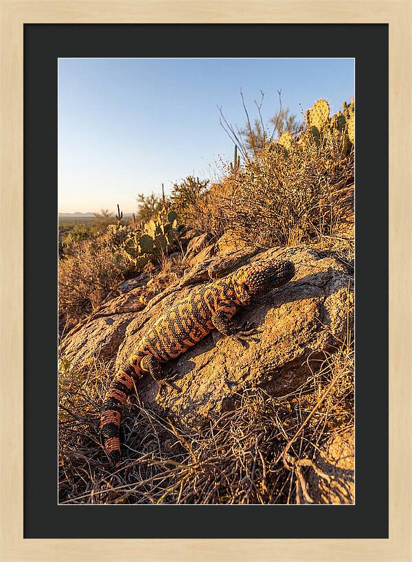 Gila Monster Sunbathing