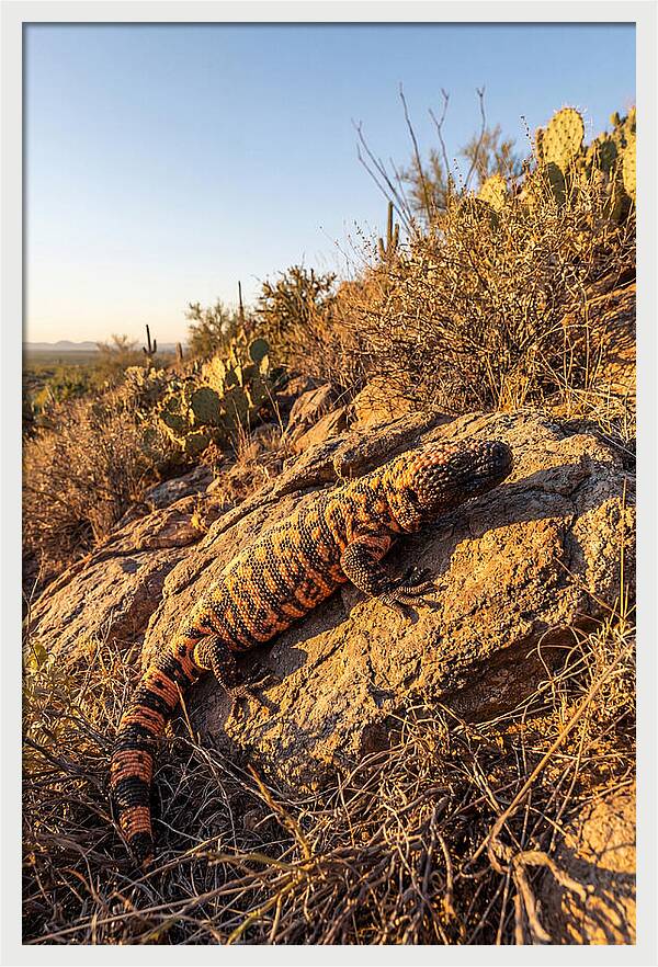 Gila Monster Sunbathing