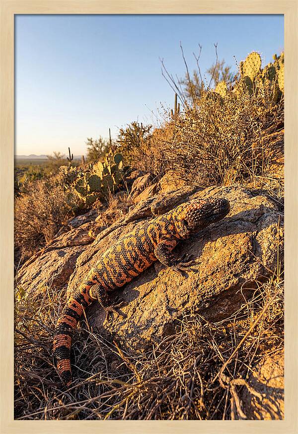 Gila Monster Sunbathing