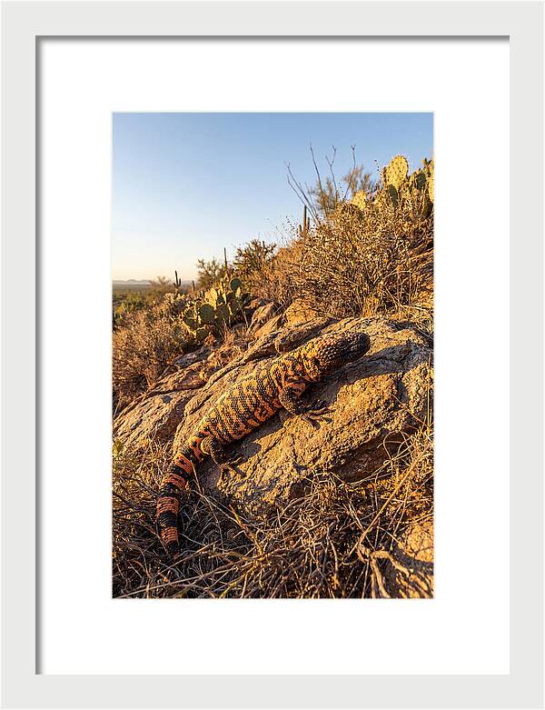 Gila Monster Sunbathing