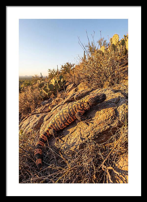 Gila Monster Sunbathing