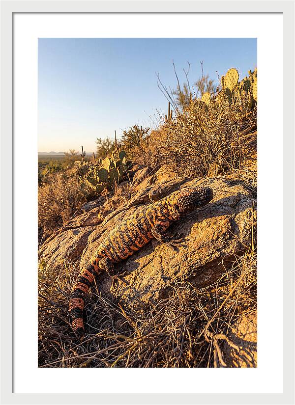 Gila Monster Sunbathing