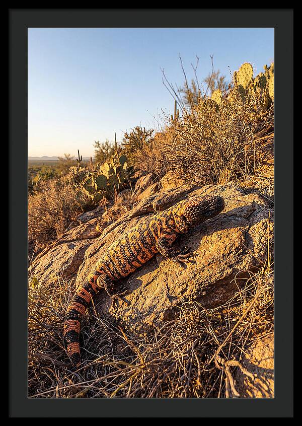 Gila Monster Sunbathing