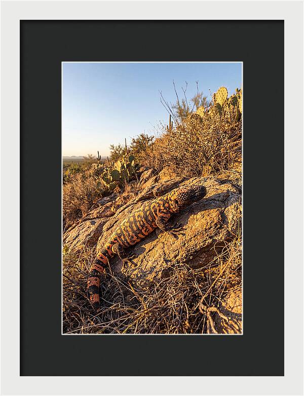 Gila Monster Sunbathing