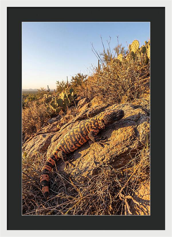 Gila Monster Sunbathing
