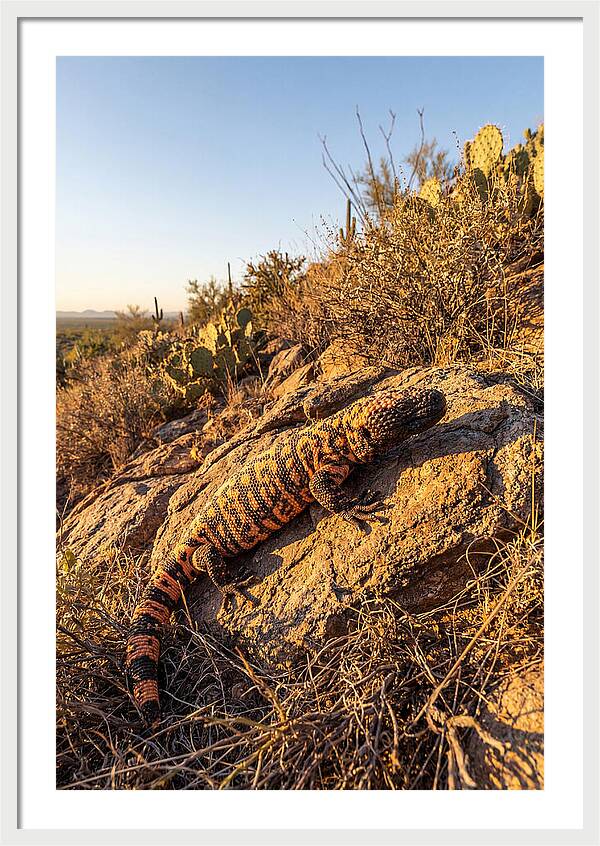 Gila Monster Sunbathing