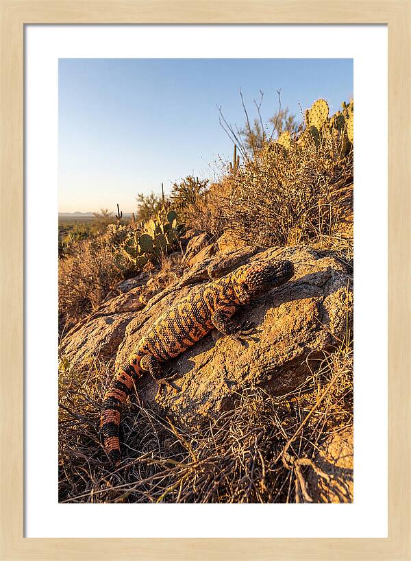 Gila Monster Sunbathing