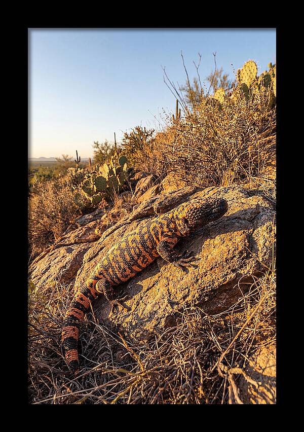Gila Monster Sunbathing
