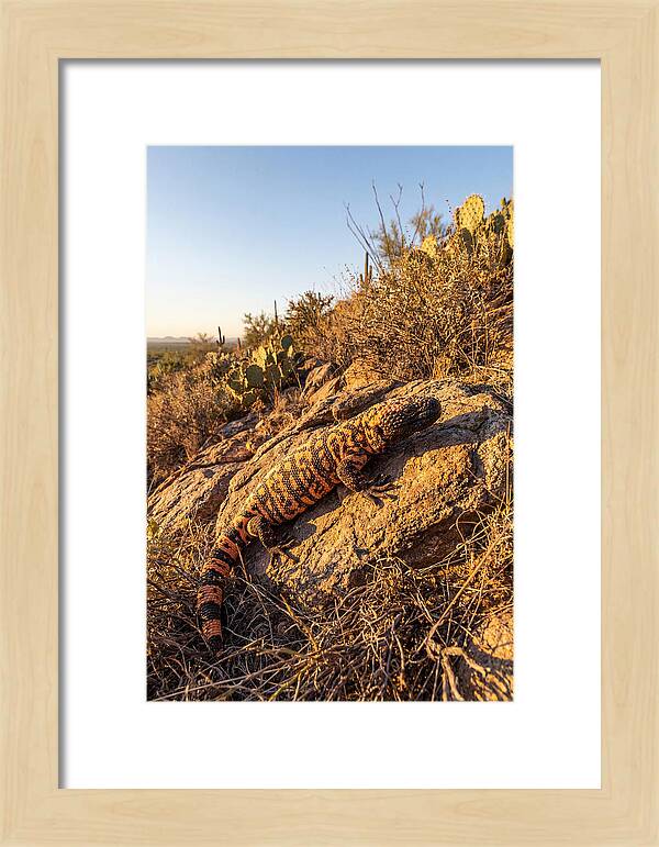 Gila Monster Sunbathing
