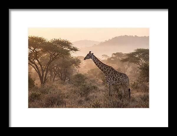 Giraffe In The Misty Savannah