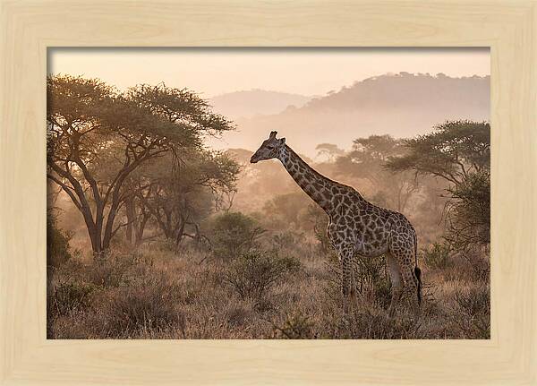 Giraffe In The Misty Savannah
