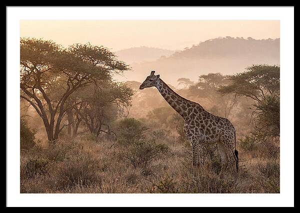 Giraffe In The Misty Savannah