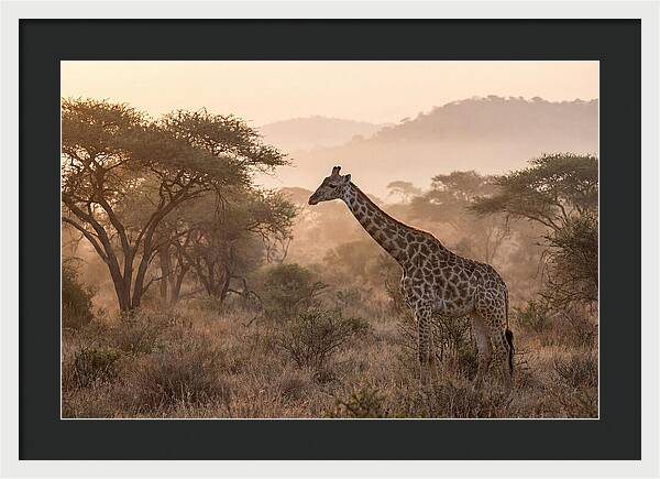 Giraffe In The Misty Savannah