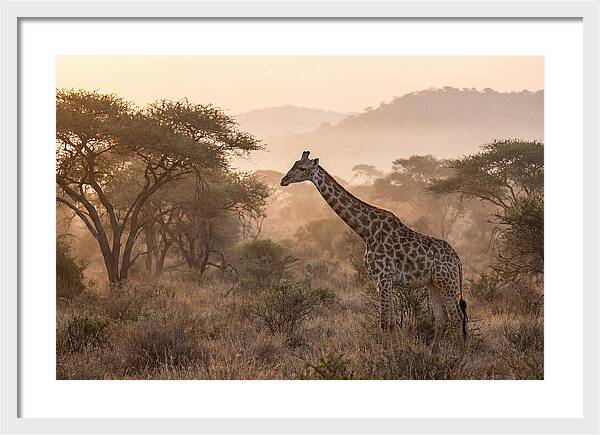Giraffe In The Misty Savannah