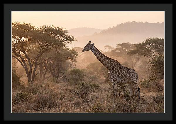 Giraffe In The Misty Savannah