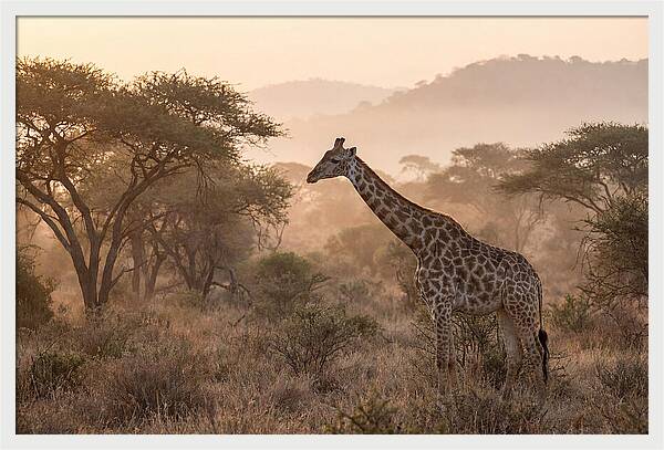 Giraffe In The Misty Savannah