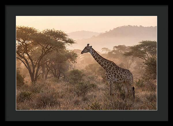Giraffe In The Misty Savannah