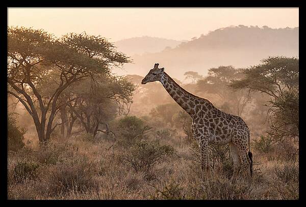 Giraffe In The Misty Savannah