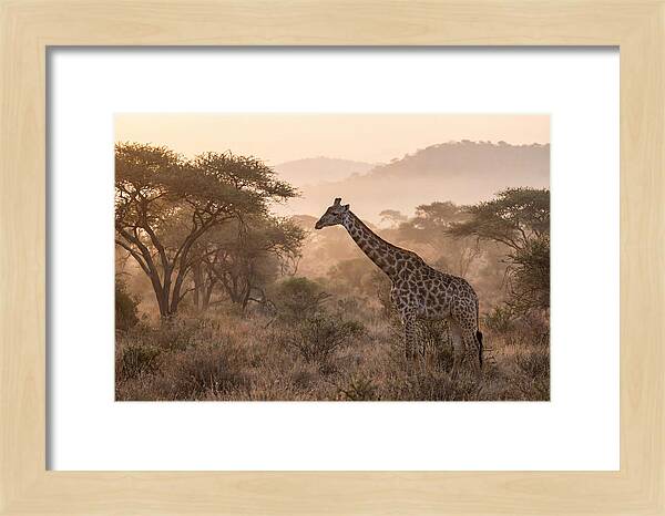 Giraffe In The Misty Savannah