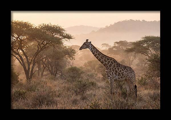 Giraffe In The Misty Savannah