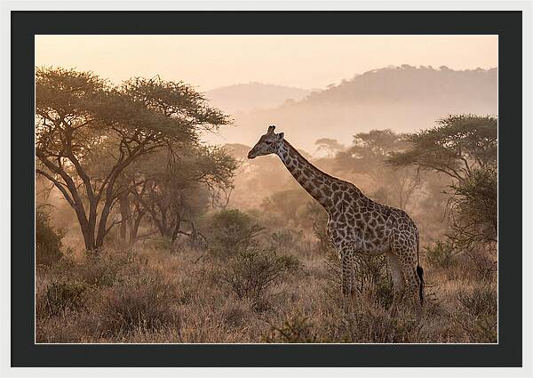 Giraffe In The Misty Savannah