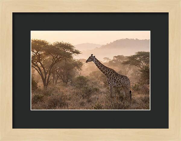 Giraffe In The Misty Savannah