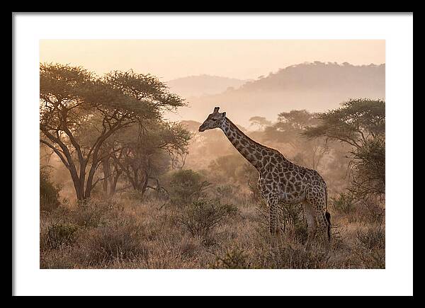 Giraffe In The Misty Savannah
