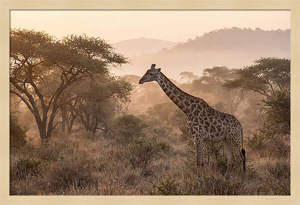Giraffe In The Misty Savannah