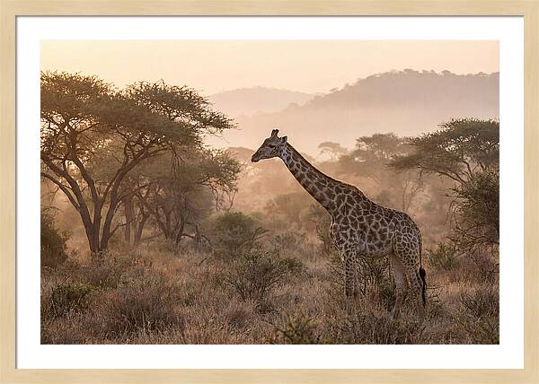 Giraffe In The Misty Savannah