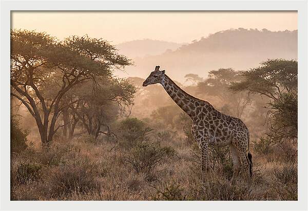 Giraffe In The Misty Savannah