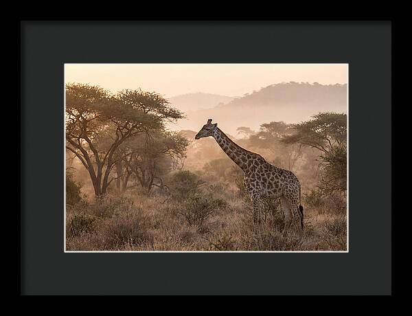 Giraffe In The Misty Savannah