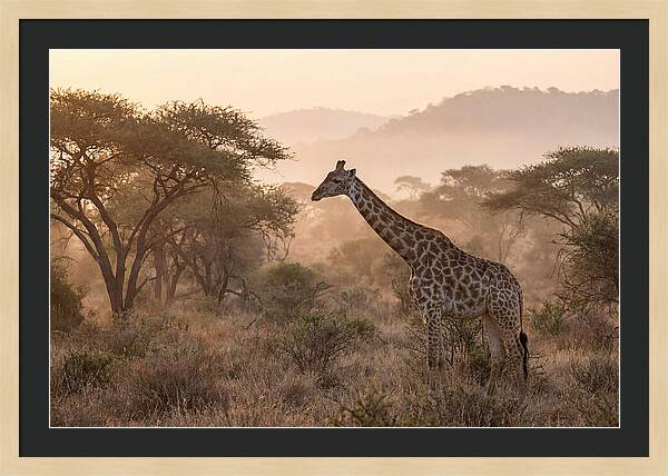 Giraffe In The Misty Savannah