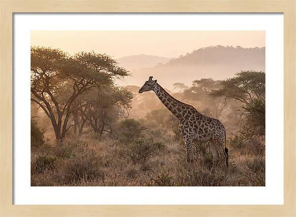Giraffe In The Misty Savannah