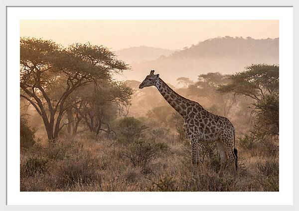 Giraffe In The Misty Savannah
