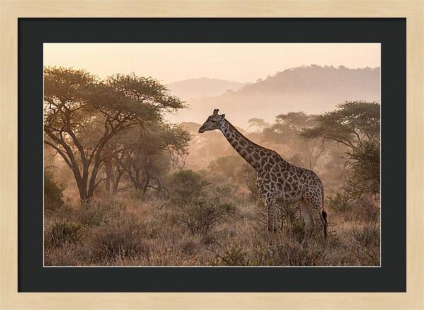 Giraffe In The Misty Savannah