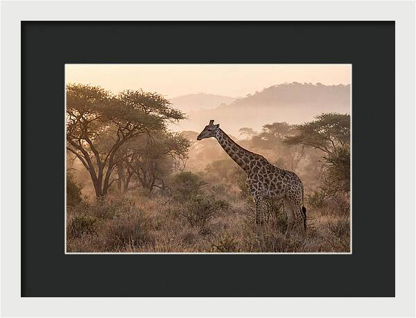 Giraffe In The Misty Savannah