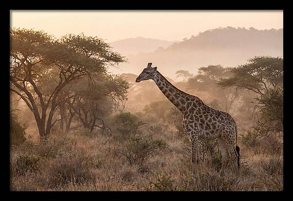 Giraffe In The Misty Savannah
